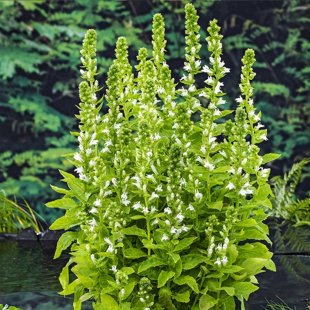 Lobelia syphilitica ‘Alba’