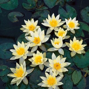 Nenuphar 'Pygmea Helvola'