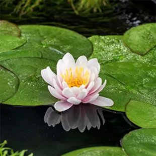 Nenuphar Venusta