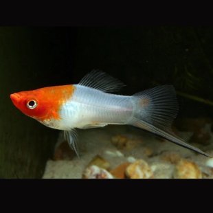 Xiphophorus hellerii - Porte épée Koï Kohaku