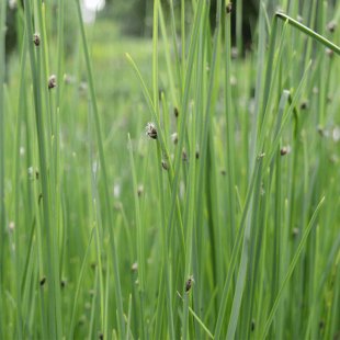 Scirpus lacustris ‘Albescens’