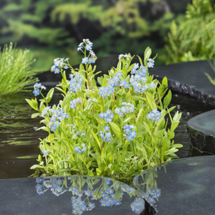 Myosotis palustris