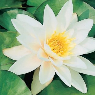 Nymphaea alba
