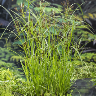 Cyperus longus