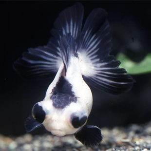 Oranda Panda Noir & Blanc 10-11 cm