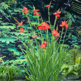 Schizostylis coccinea Major
