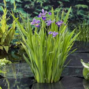 Iris versicolor