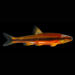 Notropis lutipinnis