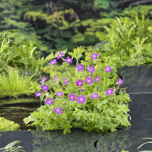 Geranium palustris