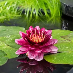 Nenuphar Perry almost black