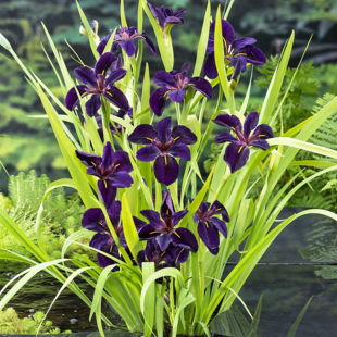 Iris black 'Gamecock'