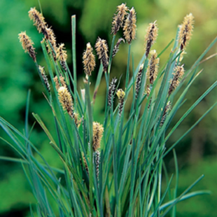 Carex panacea