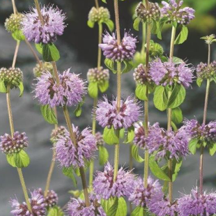 Mentha pulegium