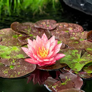 Nymphaea Wanvisa