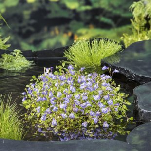 Mazus reptans ‘Blauw’