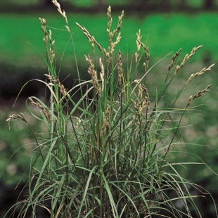 Carex muskingumensis
