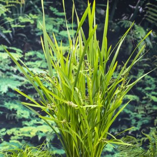 Sparganium erectum