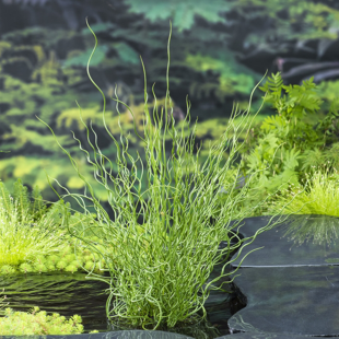 Juncus effusus ‘Spiralis’