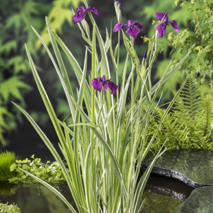 Iris kaempferi ‘Variegata’