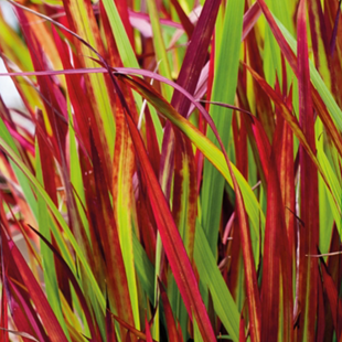 Imperata Red Baron