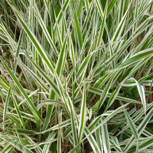 Carex riparia variegata