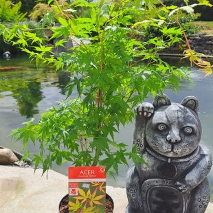 Acer palmatum 'Sango kaku'