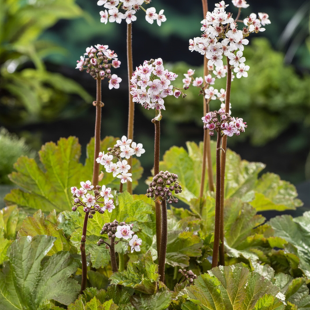 Darmera peltata