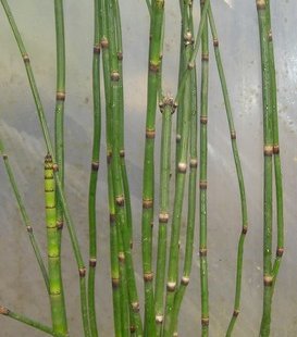 Equisetum japonicum
