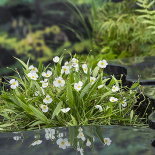 Baldellia ranunculoides