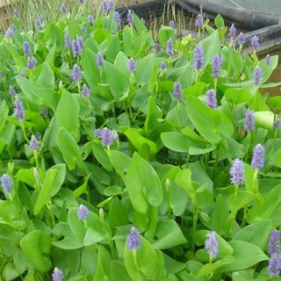 Pontederia cordata