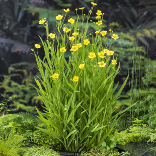 Ranunculus flammula