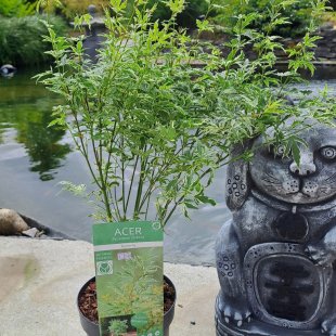 Acer palmatum 'Butterfly'