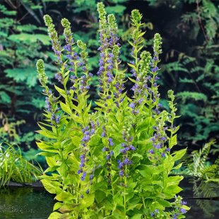 Lobelia syphilitica