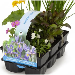Pack de 6 plantes fleuries pour bassin extérieur