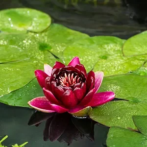 Nymphaea Black Princess