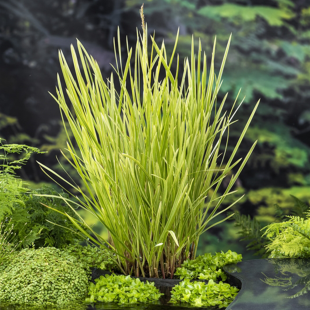 Glyceria maxima 'Variegata'