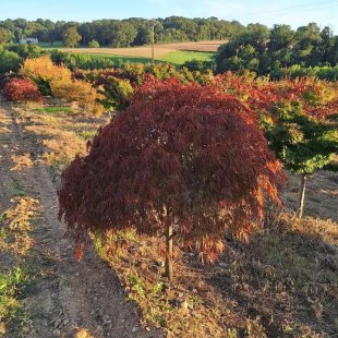 Acer palmatum Tamukeyama 1/2 tige