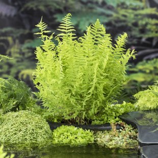 Thelypteris palustris