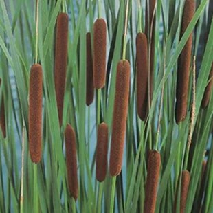 Typha angustifolia