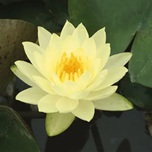 Nymphaea ‘Joey Tomocik’