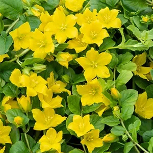 Lysimachia nummularia