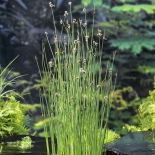 Scirpus lacustris