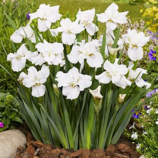 Iris Sibirica Not Quite White