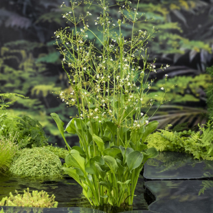 Alisma parviflora