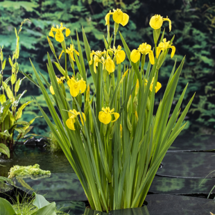 Iris pseudacorus