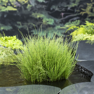 Equisetum scirpoides