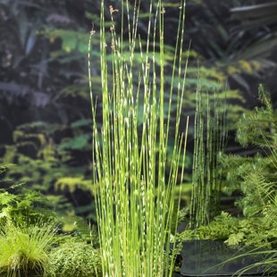 Scirpus tabermont ‘Zebrinus’