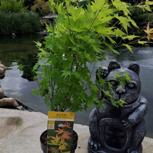 Acer palmatum 'Orange Dream'