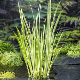Acorus calamus Variegata