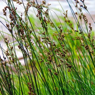 Juncus inflexus